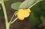 Sicklepod <BR>Coffeeweed